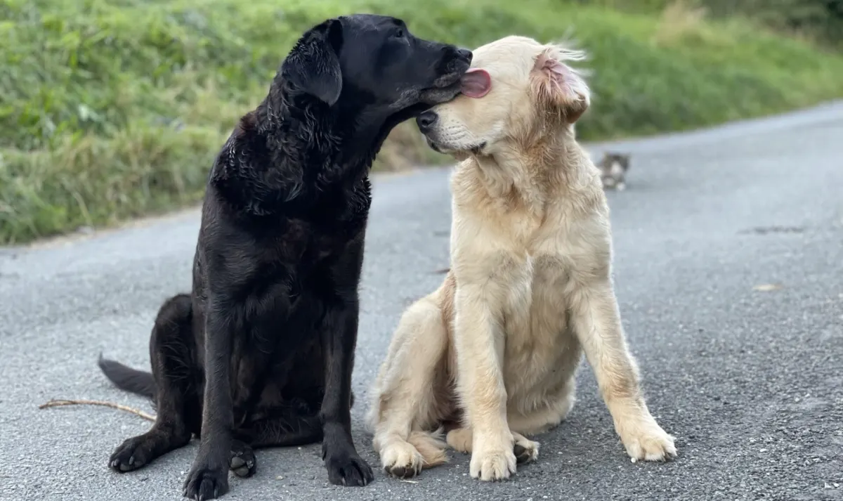 Schwarzer Labrador und Golden Retriever sitzen zusammen auf einem Weg im Vogtland
